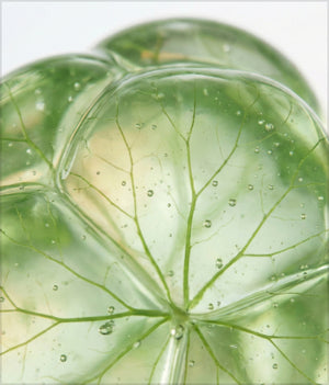 Centella Asiatica
