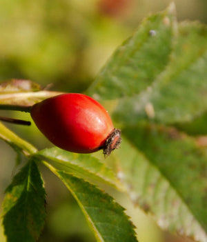 Rosehip Oil
